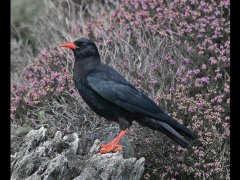 Vince Scriven-Chough-Highly Commended.jpg